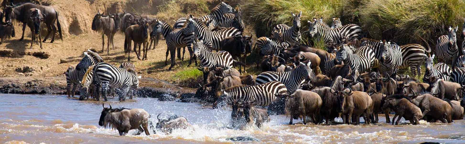 Great Wildebeest Migration
