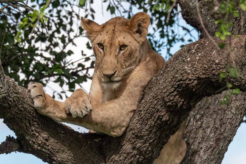 Tarangire, Serengeti & Ngorongoro