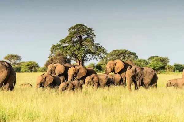 Luxury Safari Itinerary
