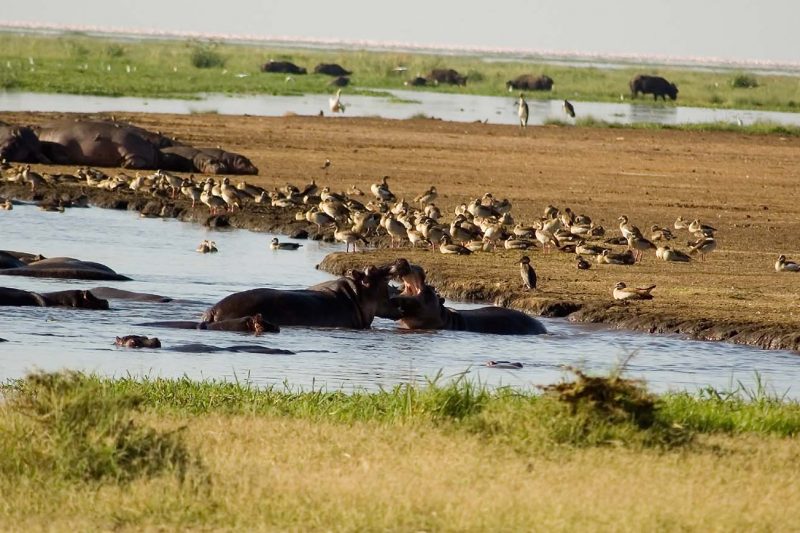 Standard Safari Itinerary