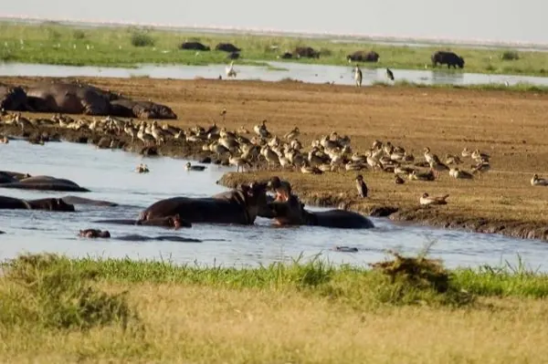 Standard Safari Itinerary