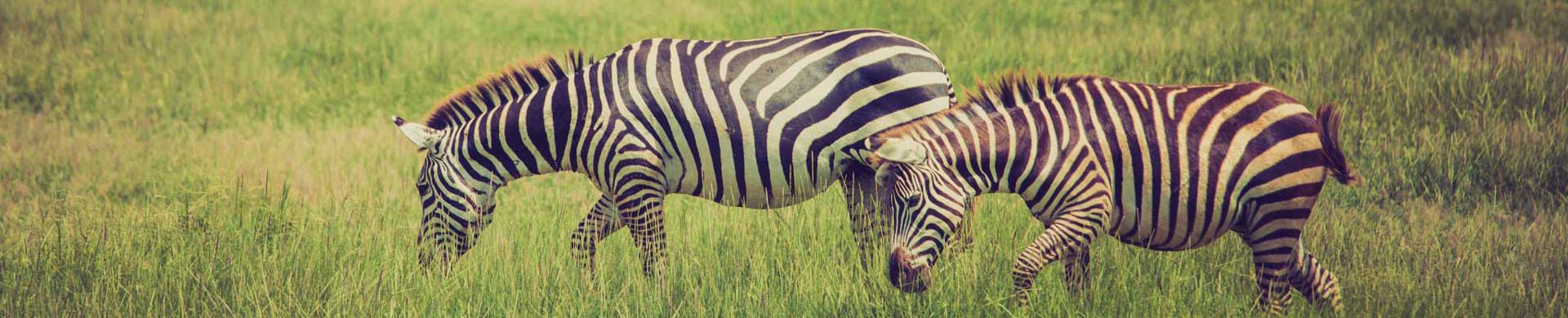 https://www.kilimanjaronaturetours.com/wp-content/uploads/2014/06/zebra.jpg