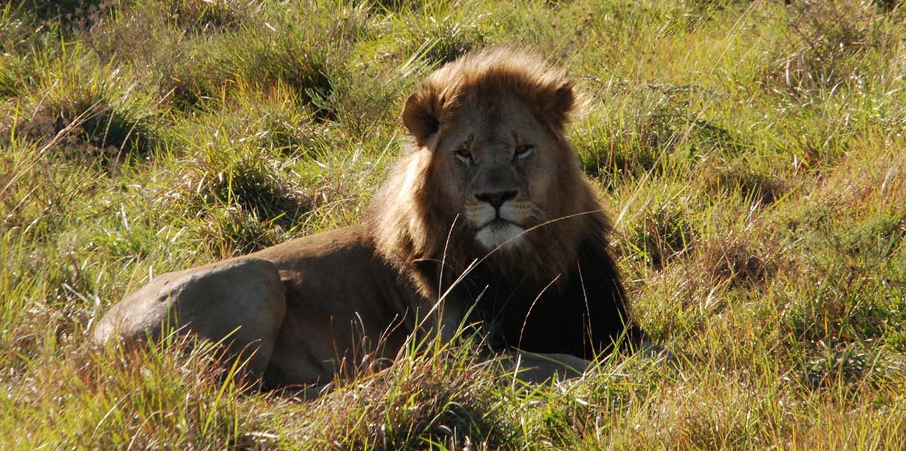 14 Days Wildlife and Zanzibar Safari