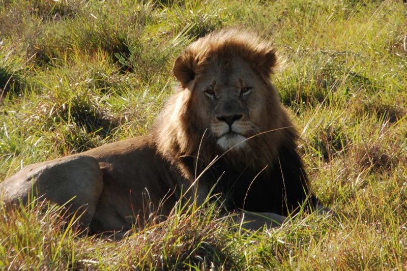 14 Days Wildlife and Zanzibar Safari