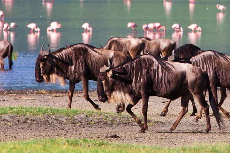 4 Days Safari Tarangire, Ngorongoro and Lake Manyara National Park