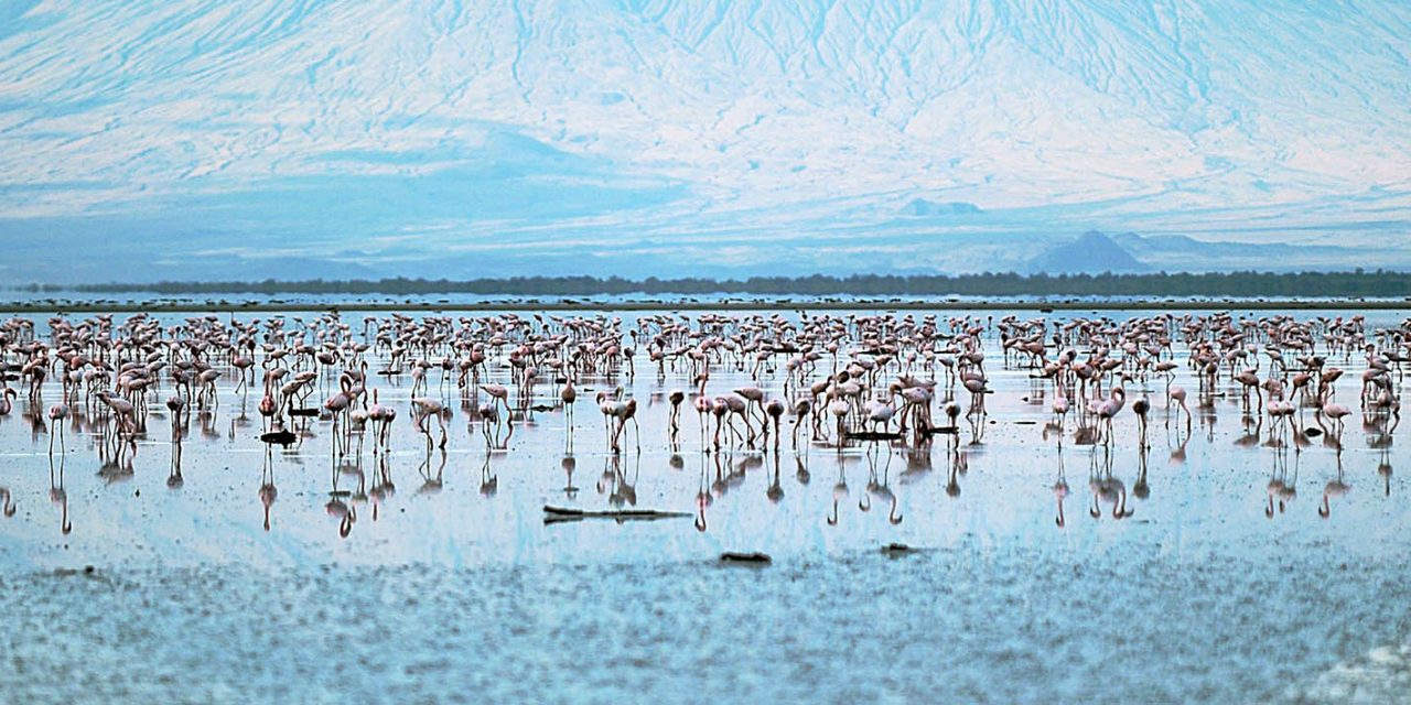 6 Days Standard Serengeti and Lake Natron