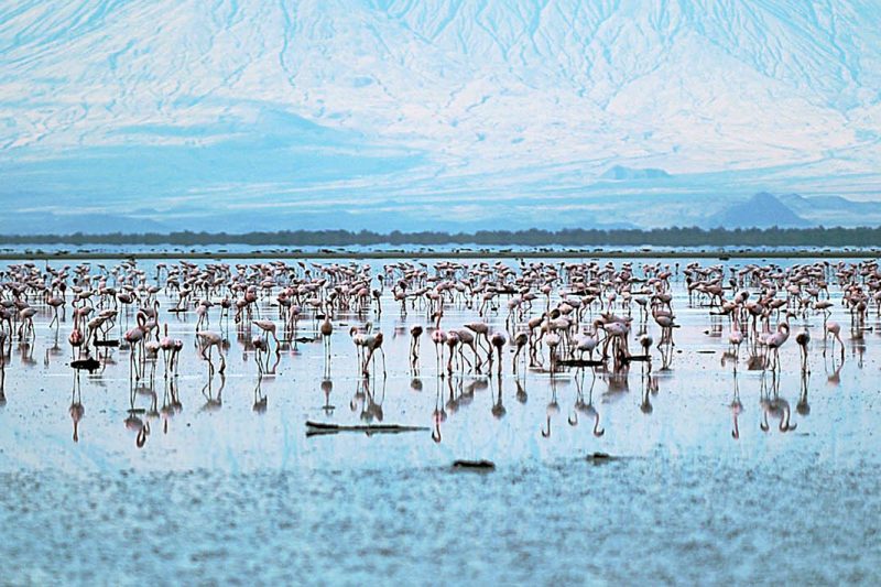 6 Days Standard Serengeti and Lake Natron