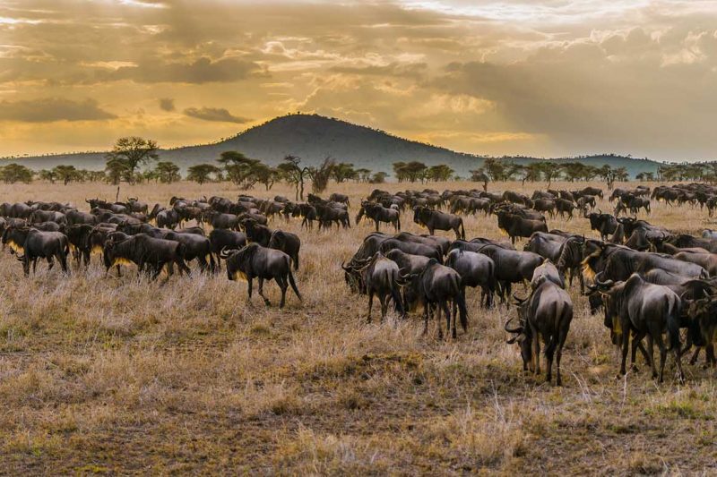 5 Days Safari Serengeti National Park