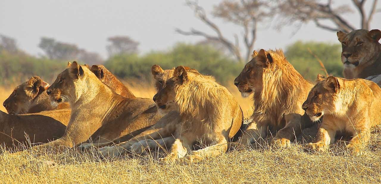 7 Days Safari to Tarangire, Serengeti and Ngorongoro