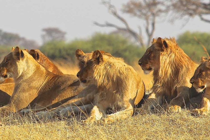7 Days Safari to Tarangire, Serengeti and Ngorongoro