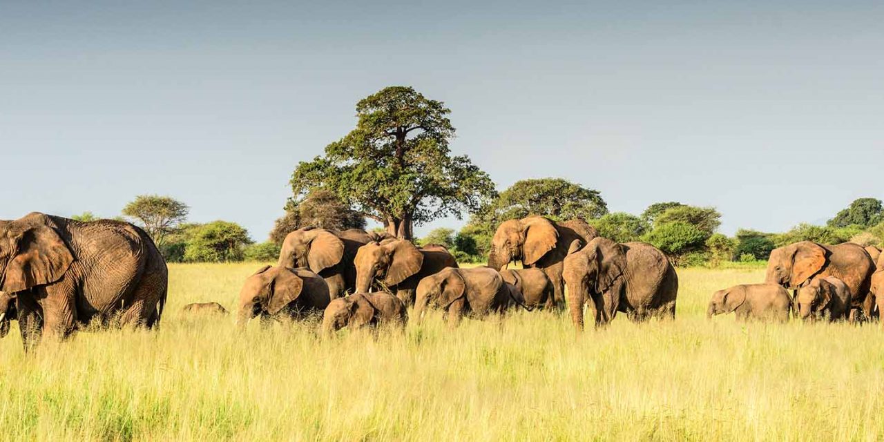 8 Days Luxury Safari itinerary