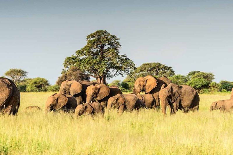 8 Days Luxury Safari itinerary