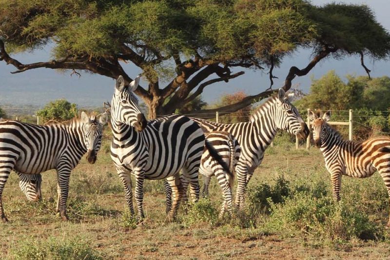 10 Days to Arusha, Lake Eyasi, Serengeti, Ngorongoro and Zanzibar