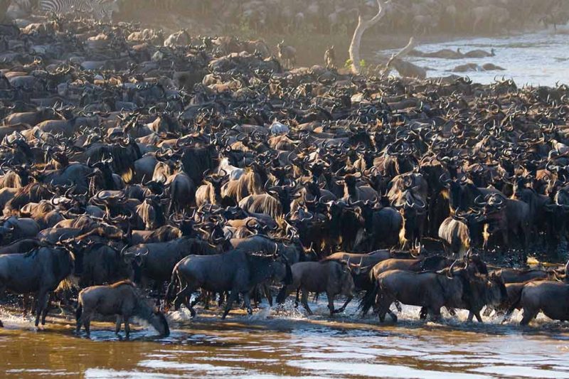 Tanzania Itineraries - Migration Safari